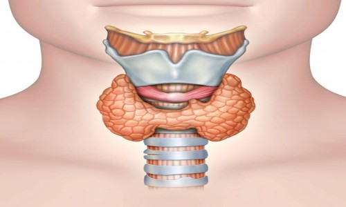 Thyroid ( थायरॉयड समस्याएं )