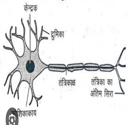 आओ पढ़ो जंतु तंत्रिका तंत्र के बारे मे