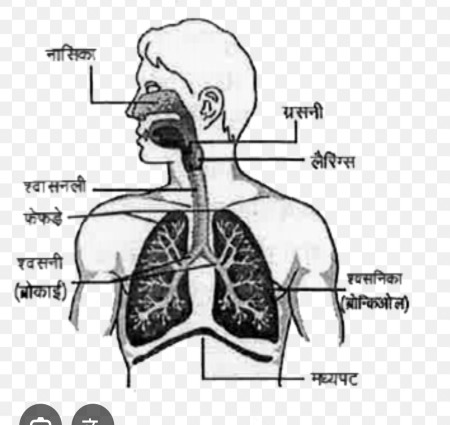 आए जाने मानव श्वसन तंत्र क्या होता है