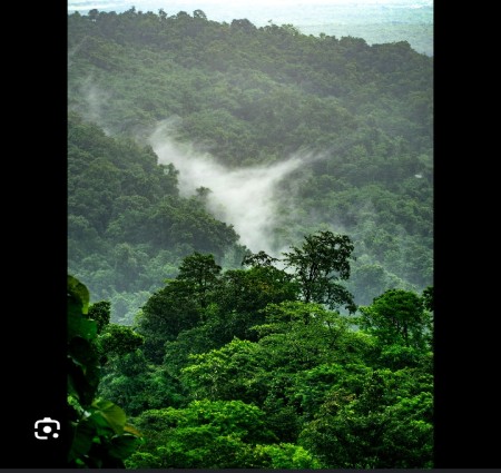 Jungle