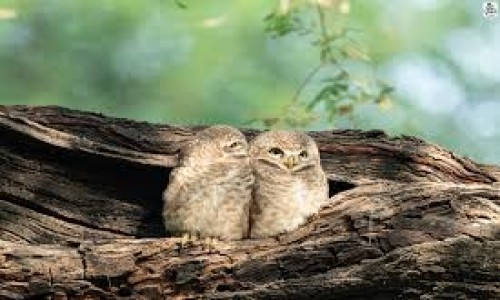 Wild animal photography